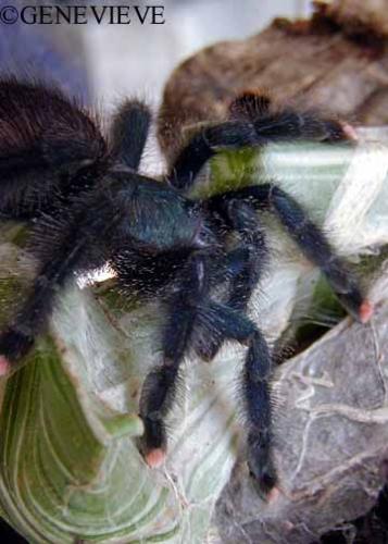 Avicularia sp