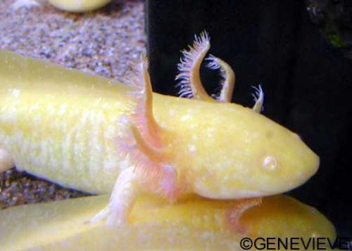 Ambystoma mexicanum Axolotl