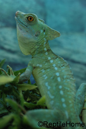 Basiliscus plumifrons