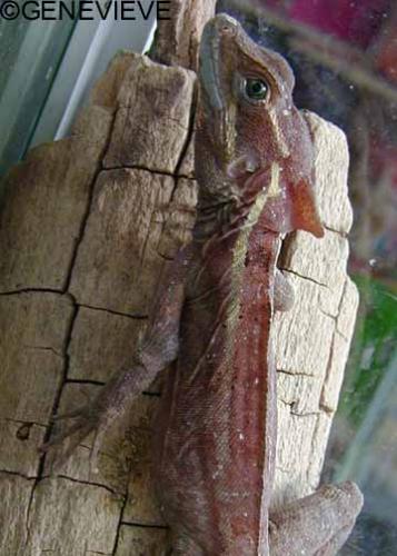 Basiliscus vittatus