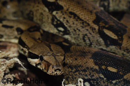 Boa constrictor imperator Costa Rica