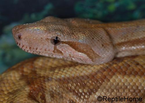 Boa constrictor imperator Hogg Island