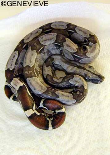 Boa constrictor constrictor