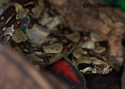 Boa constrictor longicauda