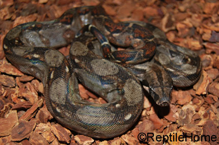 Boa constrictor imperator Nicaragua