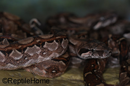 Boa constrictor imperator Crawl Cay