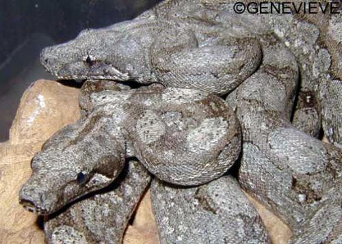 Boa constrictor occidentalis