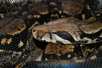 Boa constrictor imperator Mexique