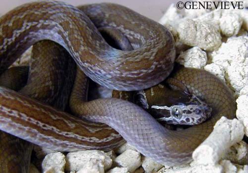 Boaedon (Lamprophis) fuliginosus