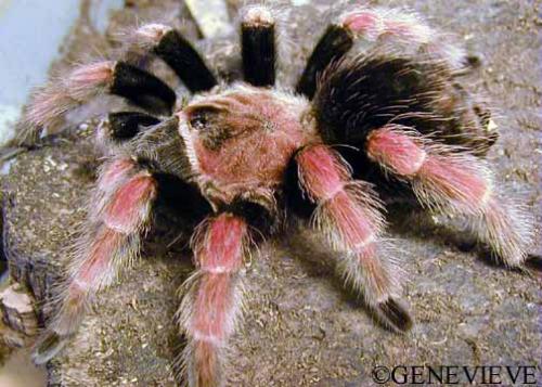 Brachypelma boehmi