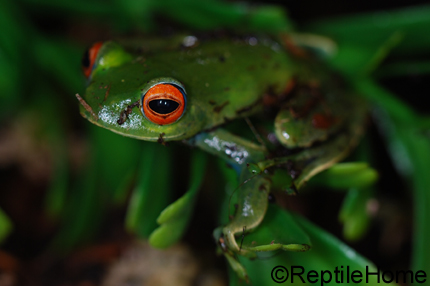 Boophis luteus