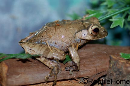 Boophis madagascariensis