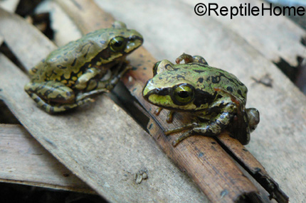 Boophis microtympanum