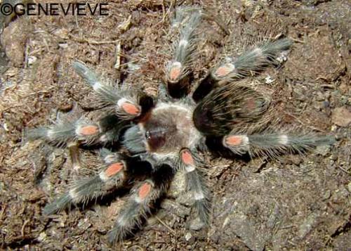 Brachypelma auratum