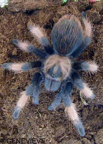 Brachypelma emilia