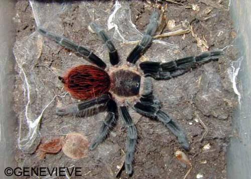 Brachypelma sabulosum