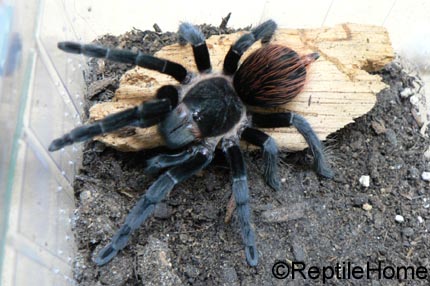 Brachypelma vagans