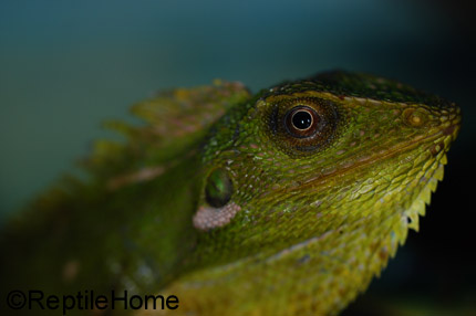 Bronchocela "Calotes" cristatella