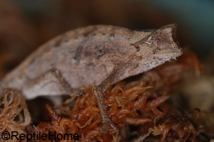 Brookesia superciliaris