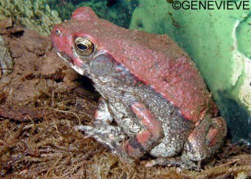 Schismaderma Bufo carens