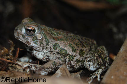 Bufo cognatus