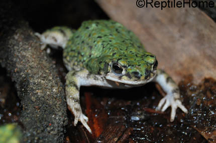 Bufo debilis