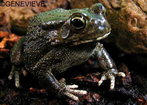 Bufo garmani