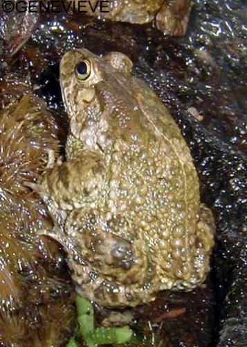 Bufo kisolensis