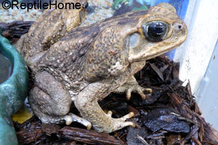 Bufo marinus