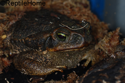 Bufo paracnemis