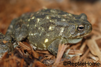 Bufo pentoni