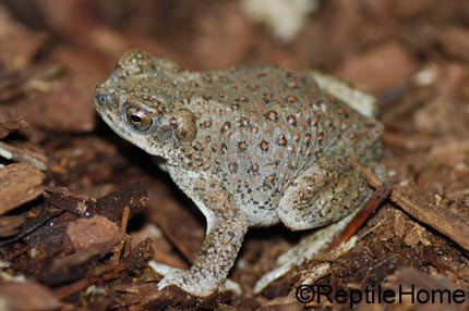 Bufo punctatus