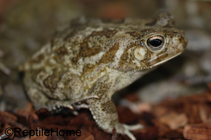 Bufo regularis