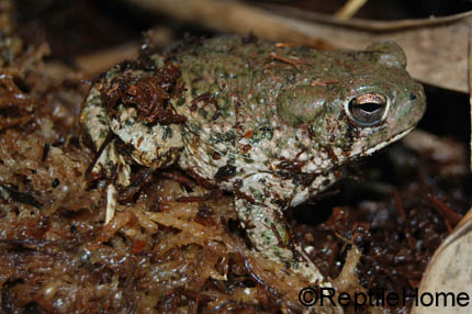 Bufo speciosus