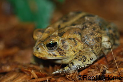 Bufo terrestris