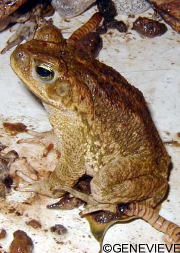 Bufo trifolium