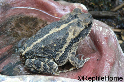 Bufo valliceps