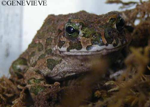 Bufo viridis