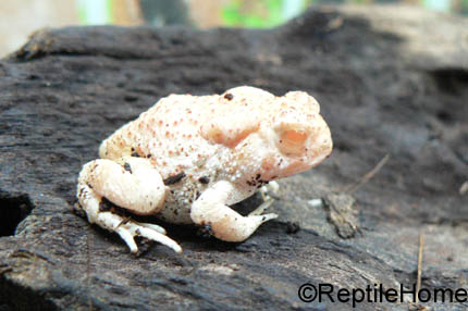 Bufo woodhousii albinos