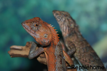 Calotes versicolor