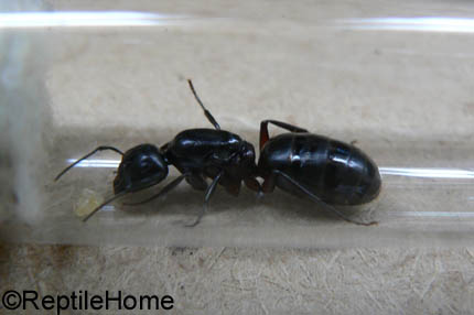 Camponotus herculeanus