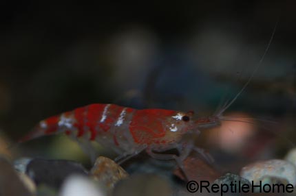 Caridina spp, Neocaridina spp