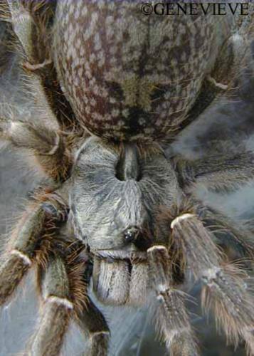 Ceratogyrus bechuanicus