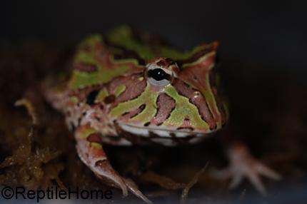 Ceratophrys "fantasy" 