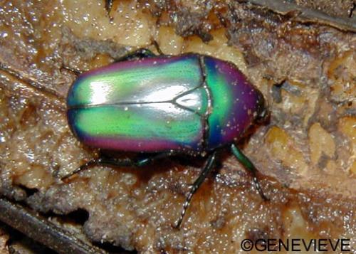 Smaragdesthes africana oertzeni