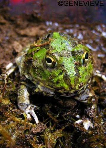 Chacophrys pierotti