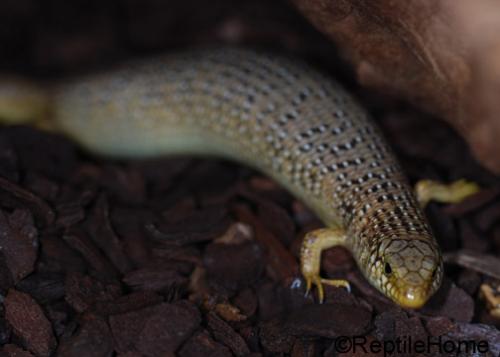 Chalcides ocellatus