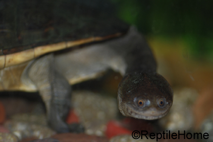 Chelodina siebenrocki