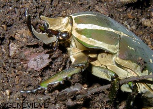 Chelorrhina polyphemus confluens