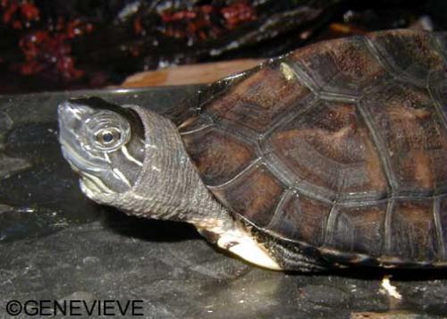 Mauremys nigricans